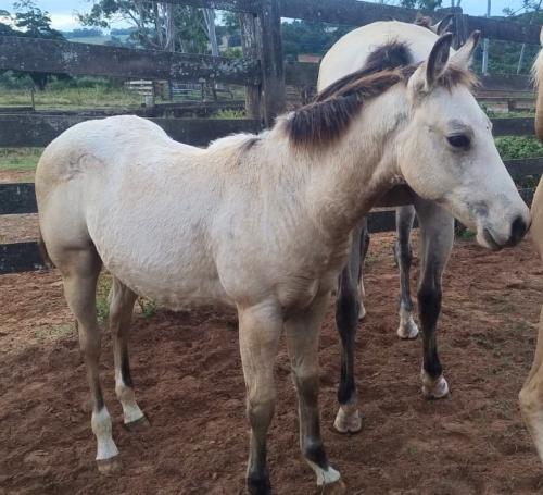 SECOND AMENDENT X PRINCESS ONE SPOOK