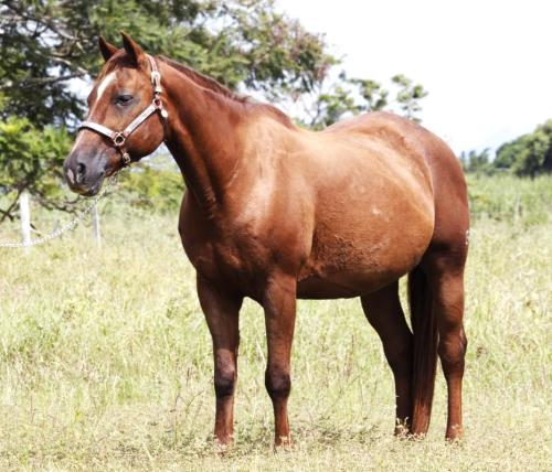 KATIE CODY TOP EK (P+)