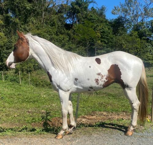 HULK IMAGE TARI JPF (1 Cobertura)