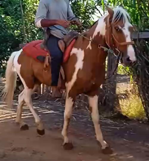 MANGALARGA MARCHARDOR TOBIANO