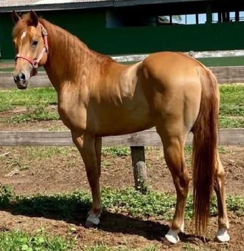 HICKORY PLAYBOY GUN (1 Cobertura)