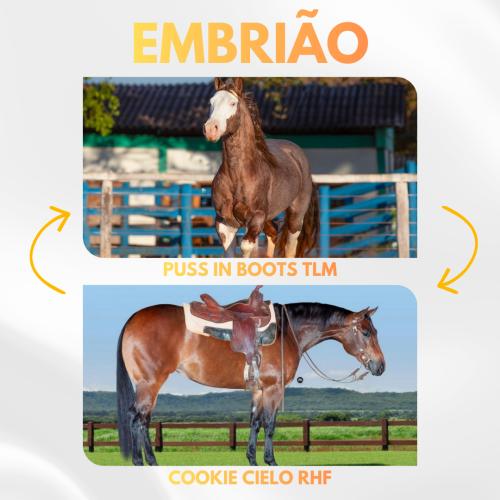 PUSS IN BOOTS TLM X COOKIE CIELO RHF (Embrião efetivado)