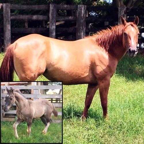 DOC SAN FIREWATER (Lote 2 em 1)