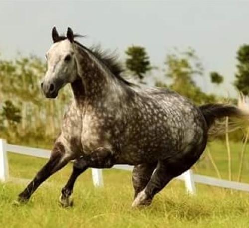 BRING THE BLING (S. Congelado)