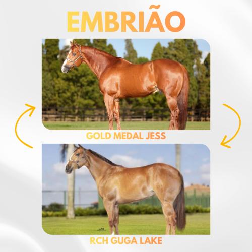 GOLD MEDAL JESS X RCH GUGA LAKE (Embrião efetivado)