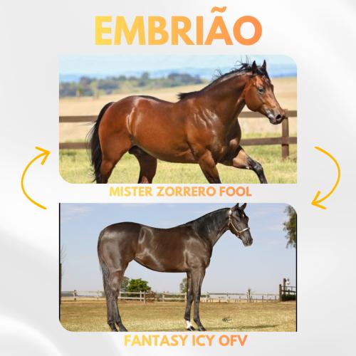 MISTER ZORRERO FOOL X FANTASY ICY OFV (Embrião a Efetivar)