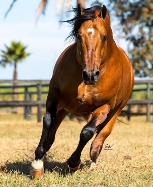 LOOKS LIKE A TICKET (1 Cobertura)