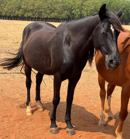 MOONLIGHT DELTA LAKE (P+)