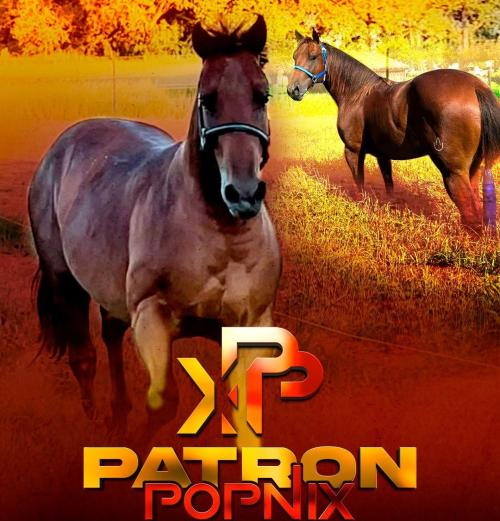 PATRON POPNIX (4 Coberturas)