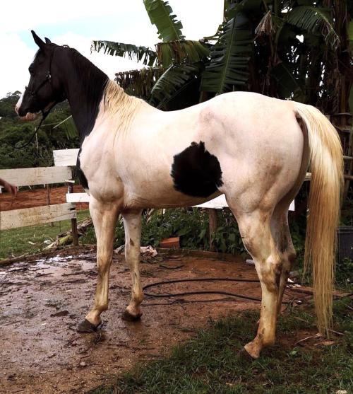MACHO CASTRADO TOBIANO 