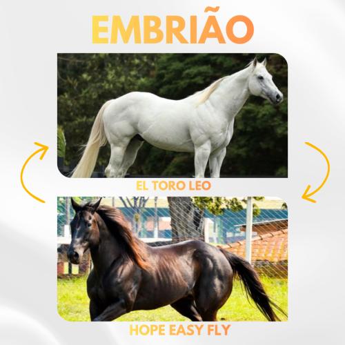 EL TORO LEO X HOPE EASY FLY (Embrião a efetivar)