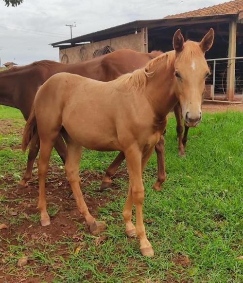 LAKHER SPARK X TINKY CATTY TARI