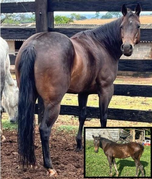 MAGIC PLAY JAY (Lote 2 em 1)