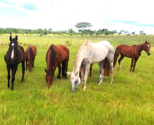 LOTE DE 5 ÉGUAS E 1 MACHO