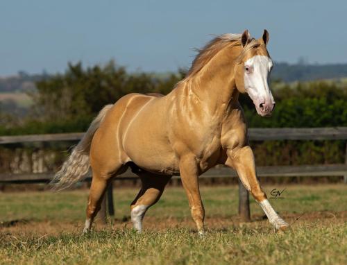 GUNNER IS STARSTRUCK (S. Congelado)