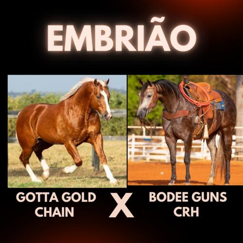 GOTTA GOLD CHAIN x BODEE GUNS CRH (Embrião a efetivar)